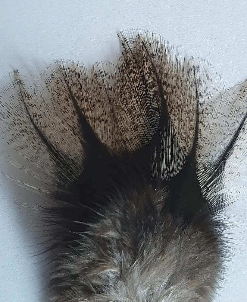 Coq de Leon, Natural - CDL 01