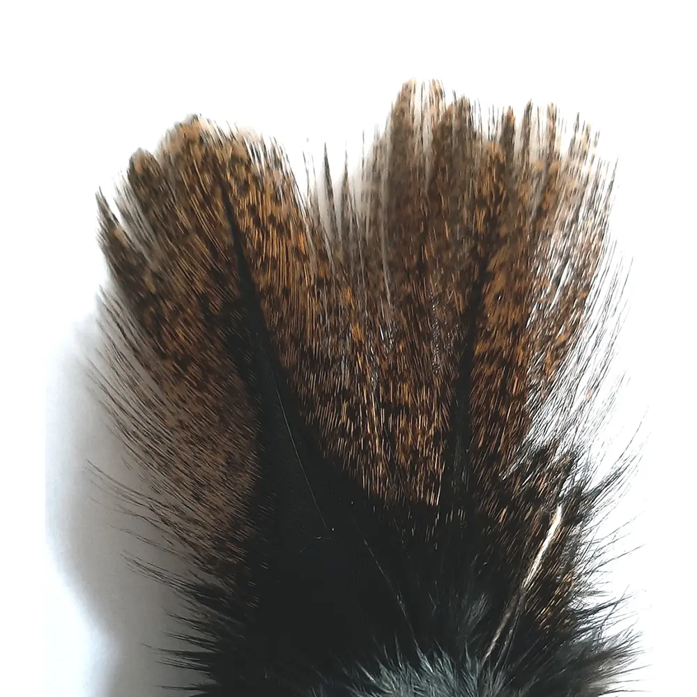 Coq de Leon, Brown - CDL 02