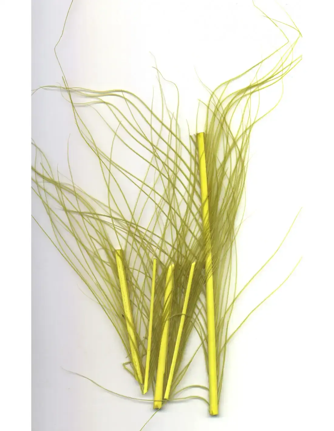 Peacock – Gold Olive PZ03